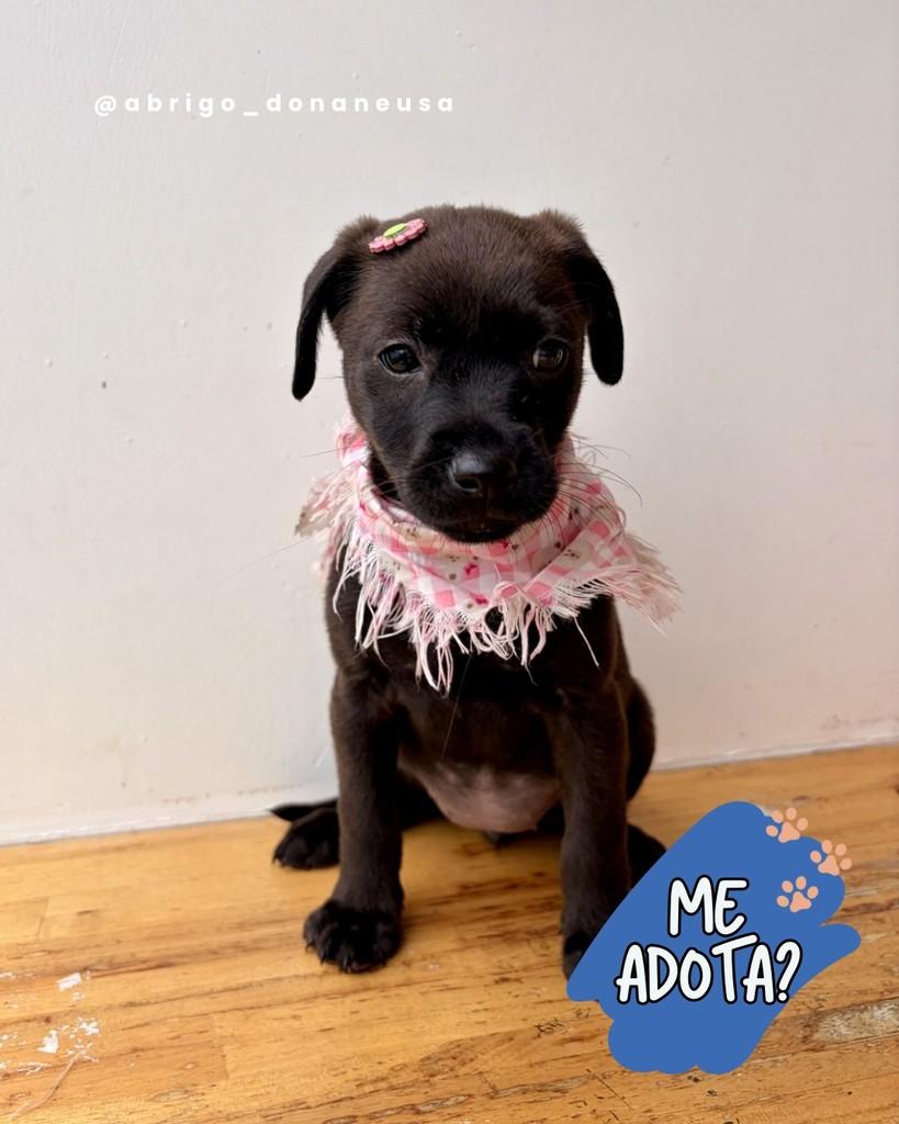 Clara, cachorro de porte médio para adoção em Curitiba - PR
