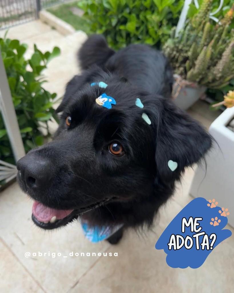 Shadow, cachorro de porte médio para adoção em Curitiba - PR
