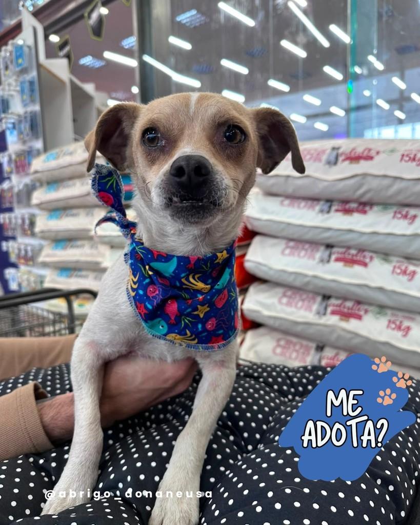Rodolfo, cachorro de porte pequeno para adoção em Curitiba - PR