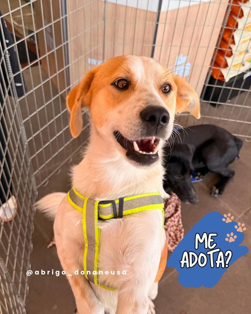 Farofa, cachorro de porte médio para adoção em Curitiba - PR