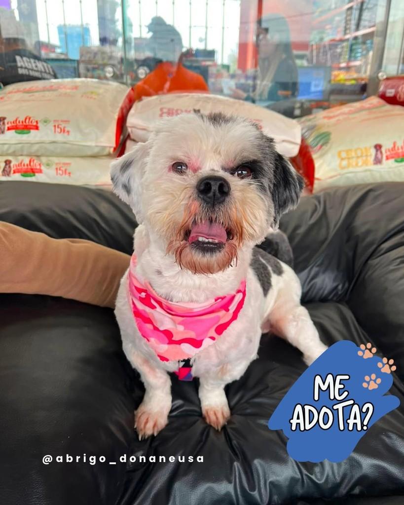 Cindy, cadela de porte pequeno para adoção em Curitiba - PR