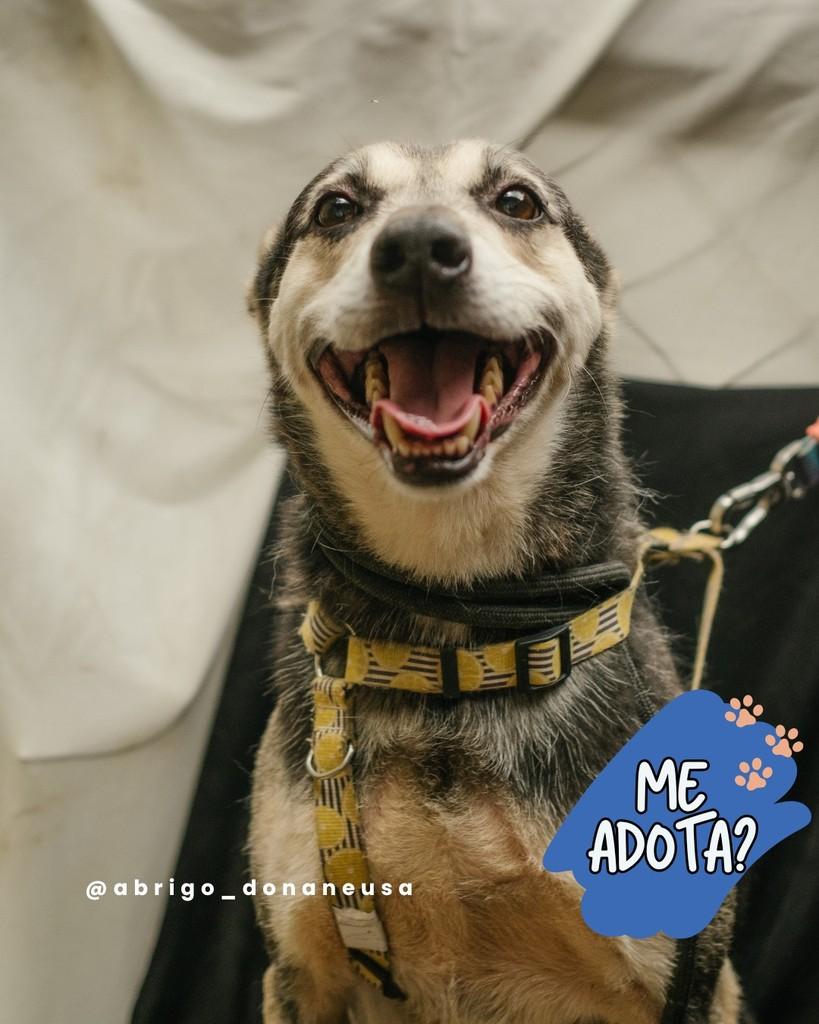 Banban, cachorro de porte médio para adoção em Curitiba - PR