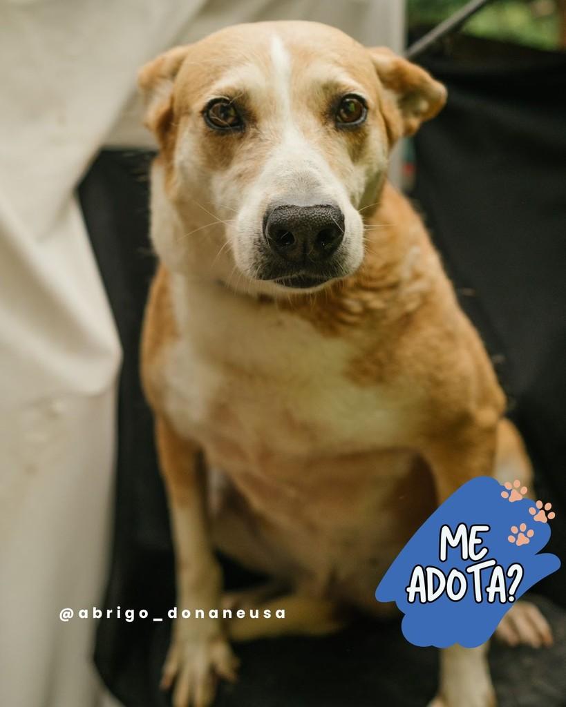 Fiona, cadela de porte médio para adoção em Curitiba - PR