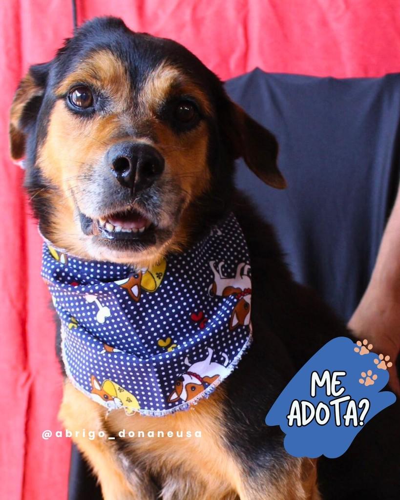 Marley, cachorro de porte médio para adoção em Curitiba - PR
