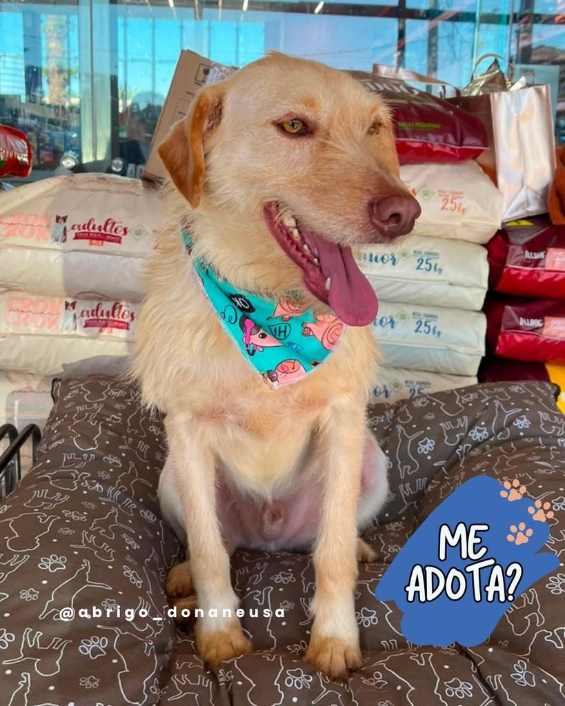 Galak, cachorro de porte médio para adoção em Curitiba - PR