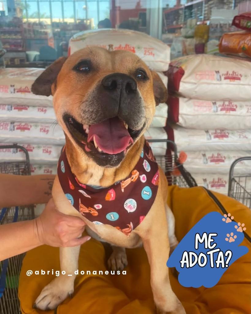 Olivia, cadela de porte pequeno para adoção em Curitiba - PR