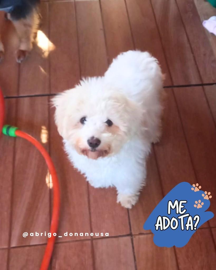 Esperança, cachorro de porte pequeno para adoção em Curitiba - PR