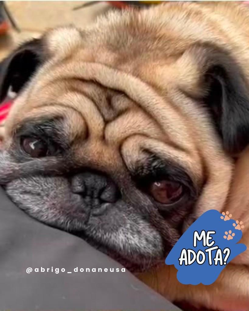 Marc, cachorro de porte pequeno para adoção em Curitiba - PR