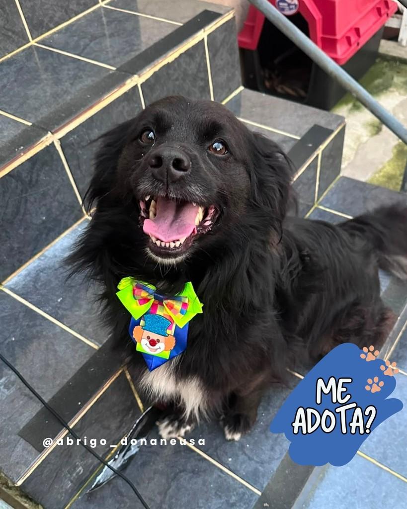 Thor, cachorro de porte médio para adoção em Curitiba - PR