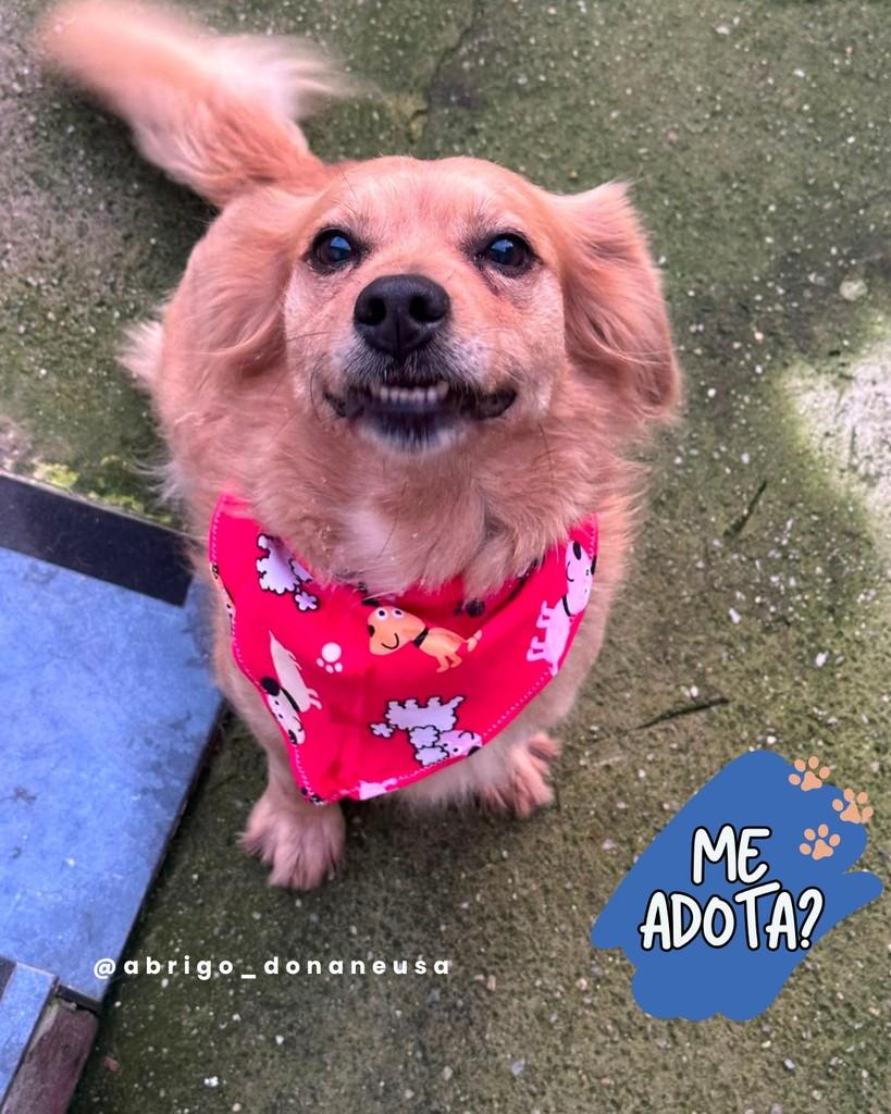 Chica, cachorro de porte pequeno para adoção em Curitiba - PR