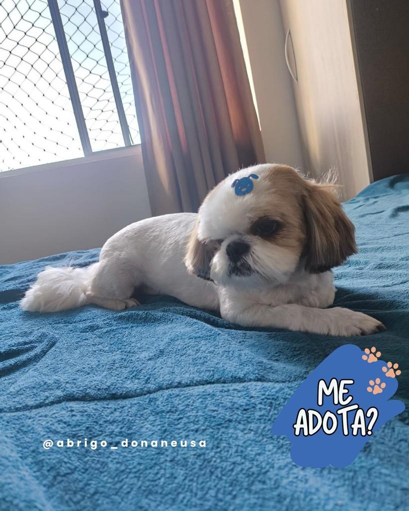 Alvin, cachorro de porte pequeno para adoção em Curitiba - PR