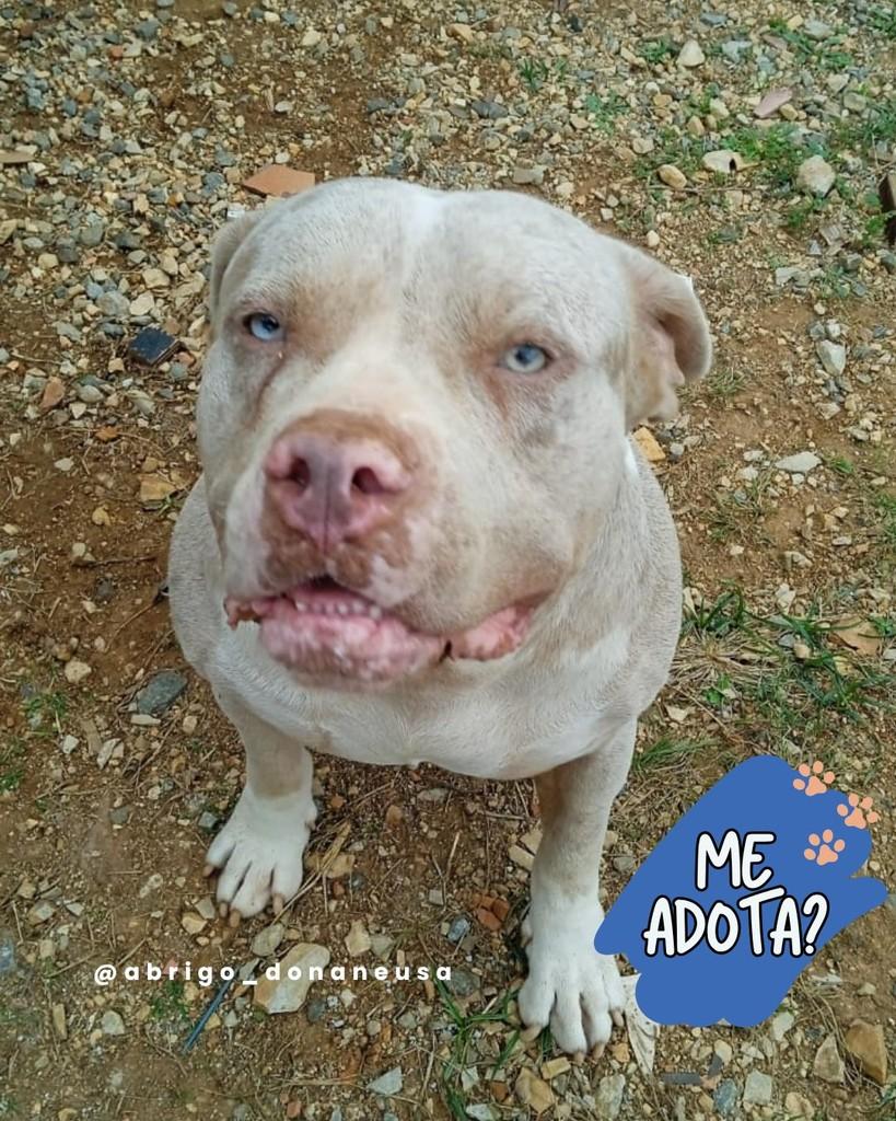 Boris, cachorro de porte pequeno para adoção em Curitiba - PR