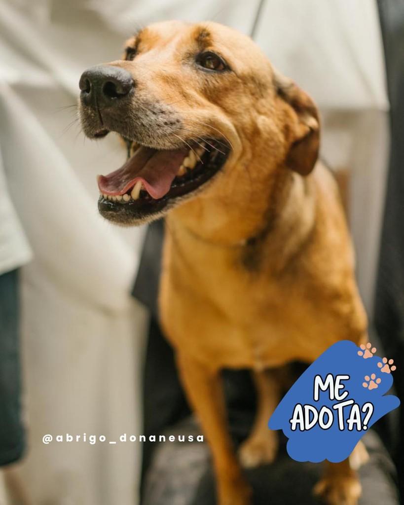 Mel, cadela de porte médio para adoção em Curitiba - PR