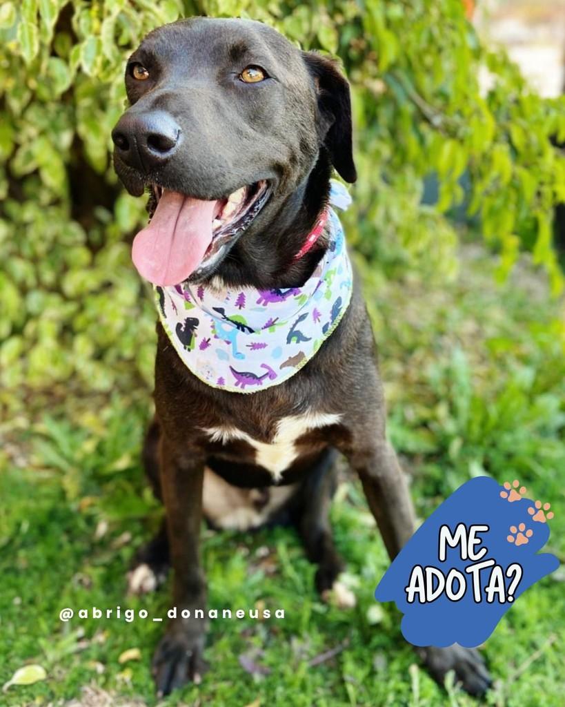 Simba, cachorro de porte médio para adoção em Curitiba - PR