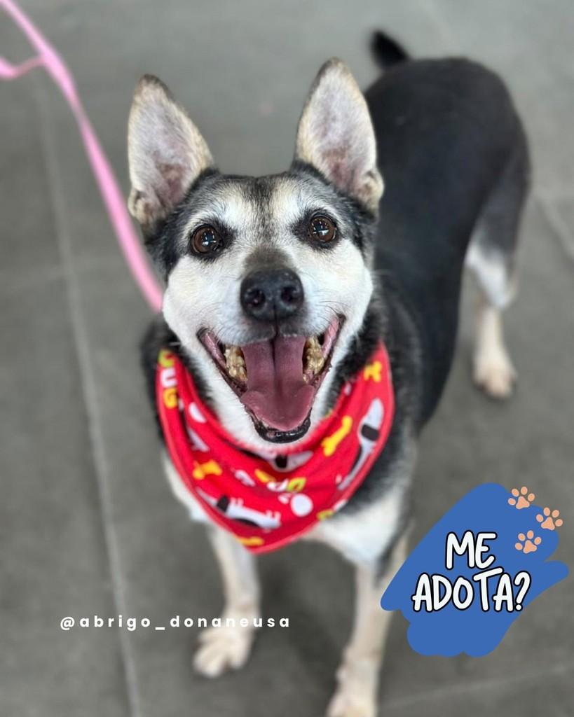 BamBam, cachorro de porte médio para adoção em Curitiba - PR