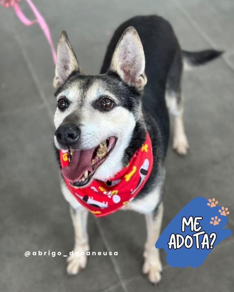 BamBam, cachorro de porte médio para adoção em Curitiba - PR — foto 2 de 2