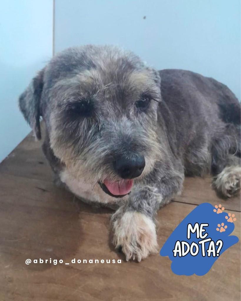 Bebeto, cachorro de porte pequeno para adoção em Curitiba - PR