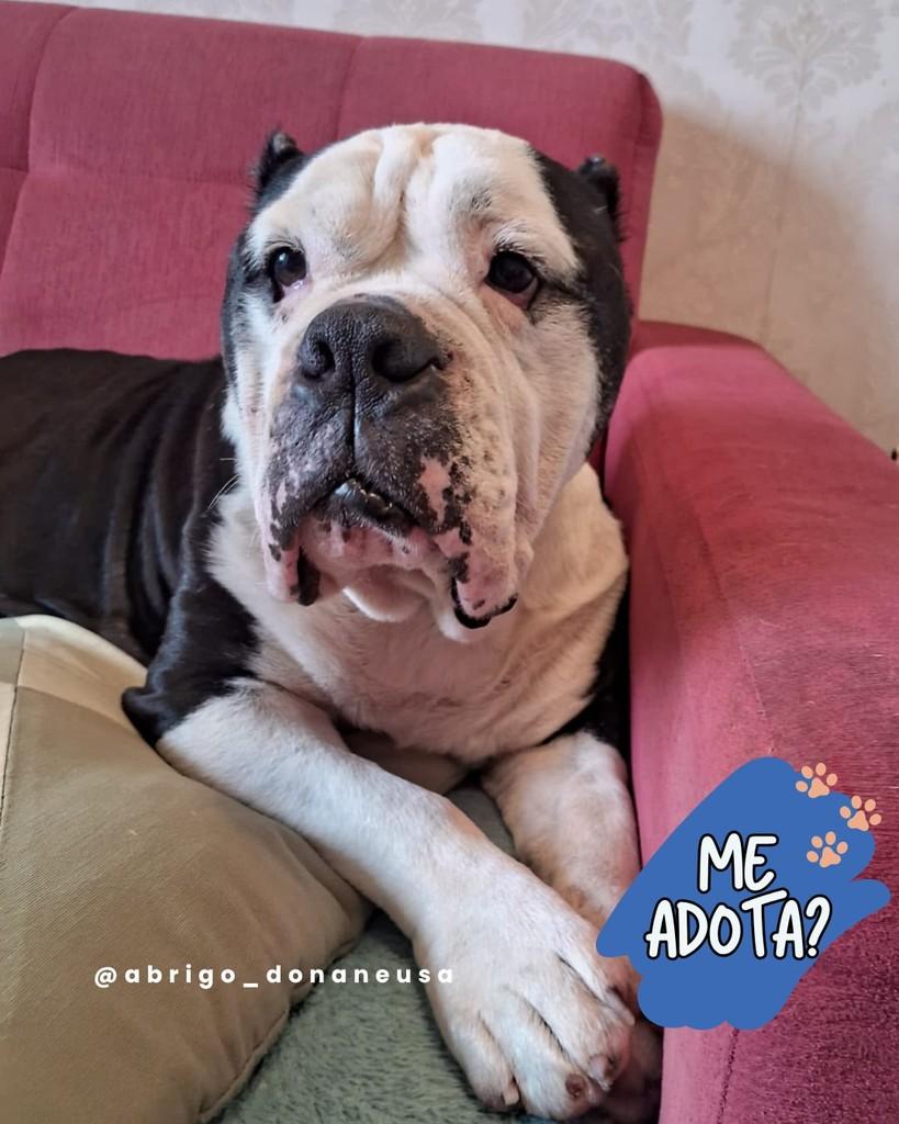 Bochecha, cachorro de porte médio para adoção em Curitiba - PR