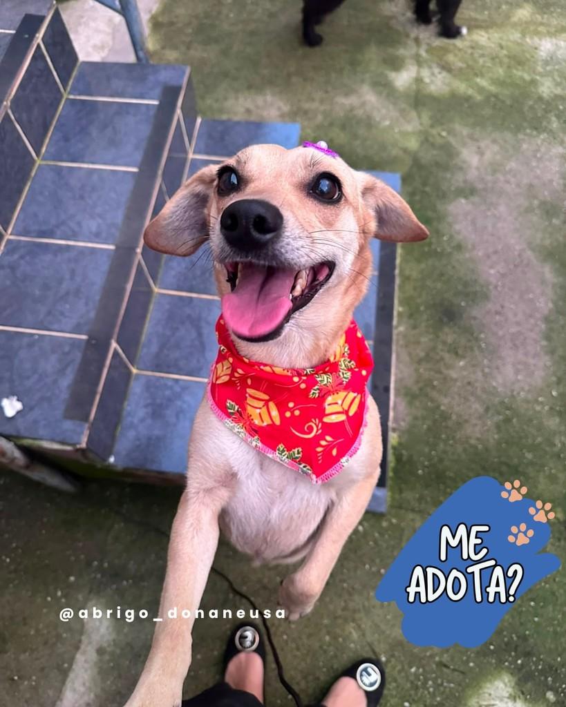 Pandora, cadela de porte médio para adoção em Curitiba - PR
