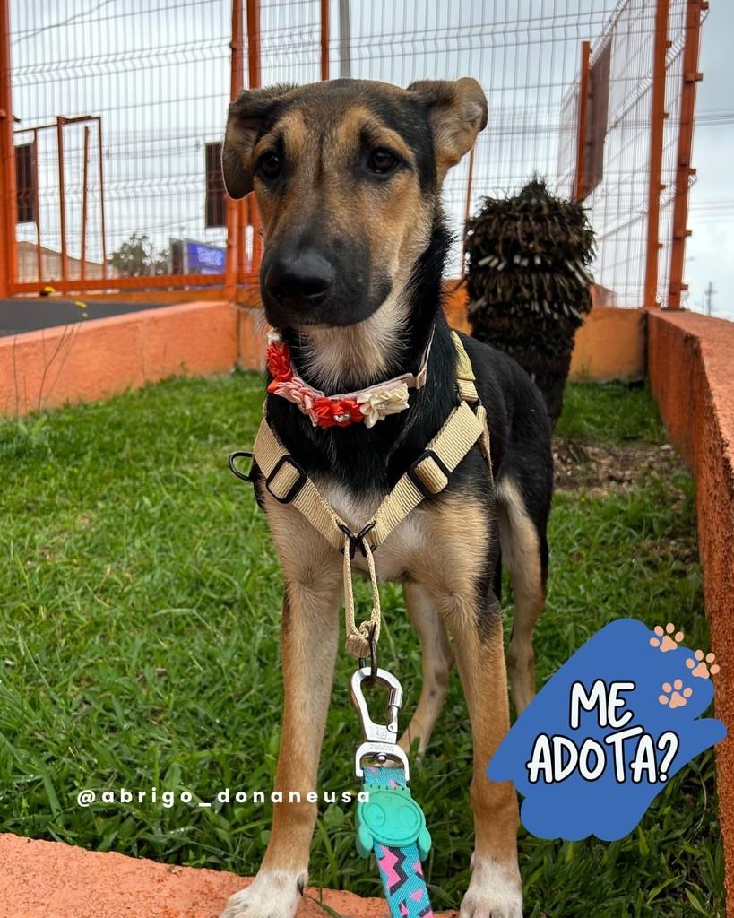 Vitória, cadela de porte médio para adoção em Curitiba - PR