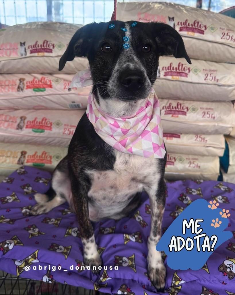 Sofie, cadela de porte médio para adoção em Curitiba - PR