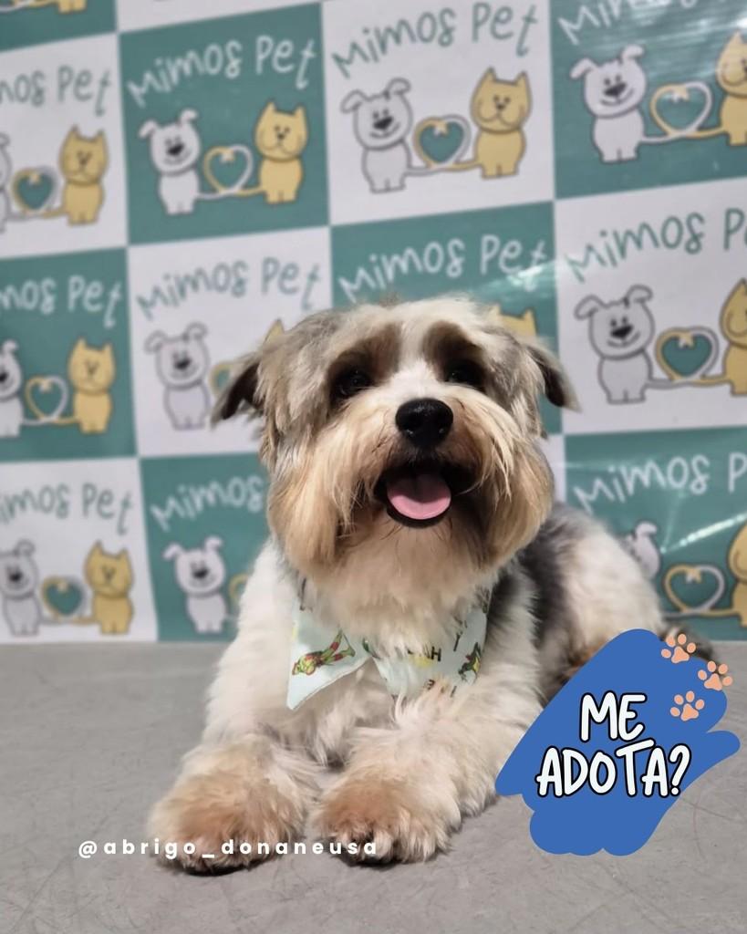 Cezar, cachorro de porte pequeno para adoção em Curitiba - PR