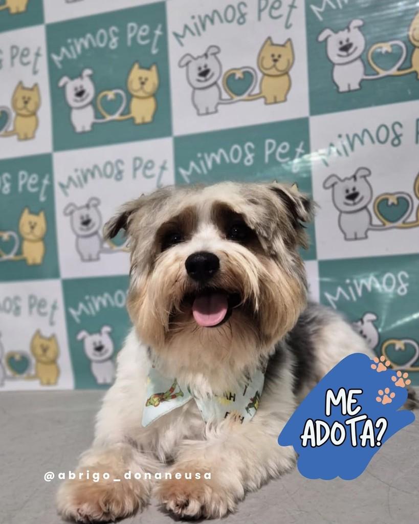 Cezar, cachorro de porte pequeno para adoção em Curitiba - PR — foto 2 de 2