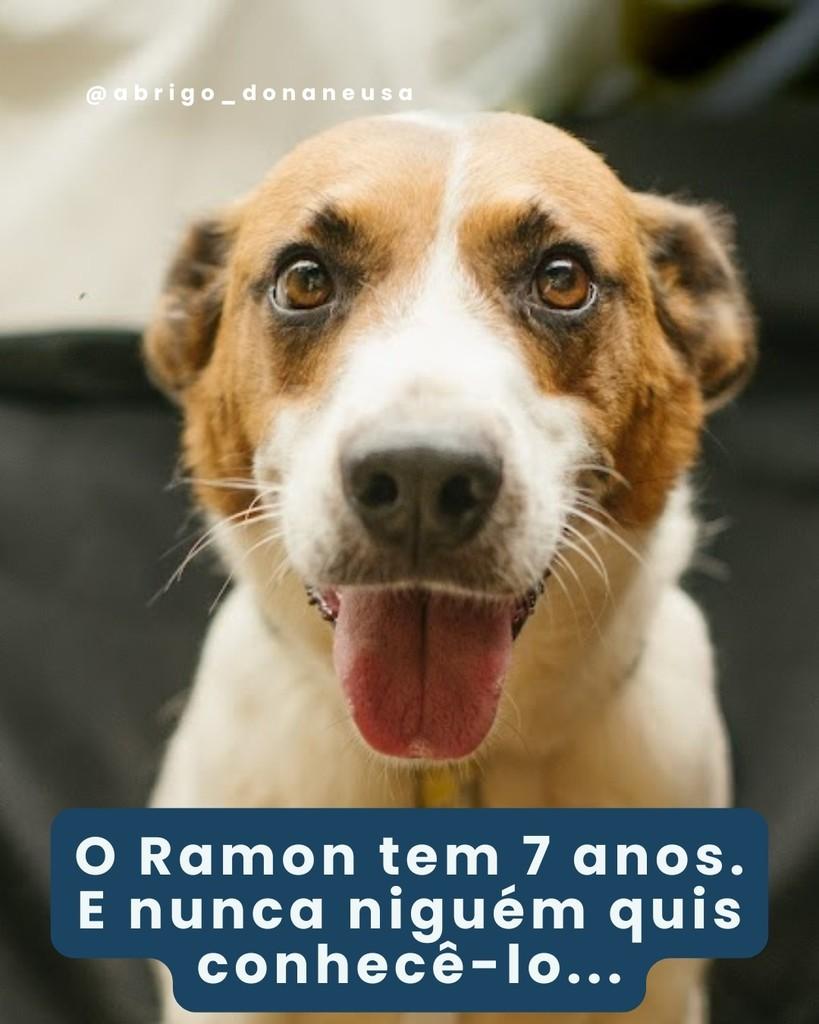 Ramon, cachorro de porte médio para adoção em Curitiba - PR