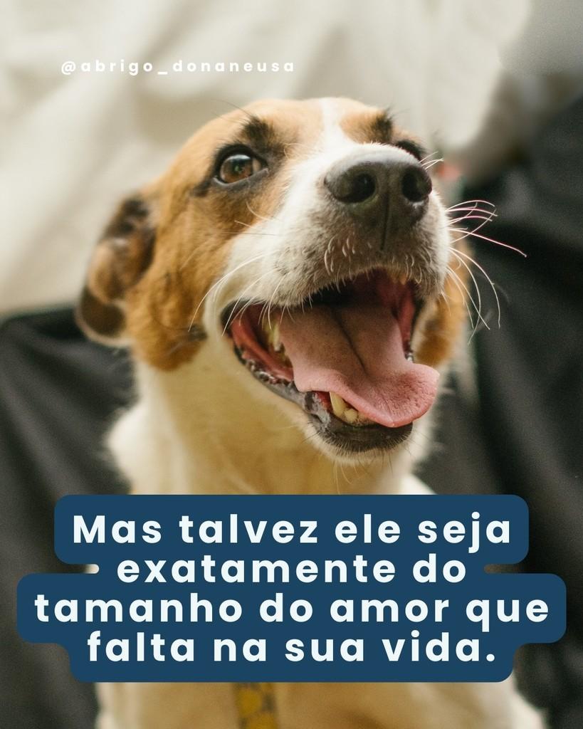 Ramon, cachorro de porte médio para adoção em Curitiba - PR — foto 2 de 2