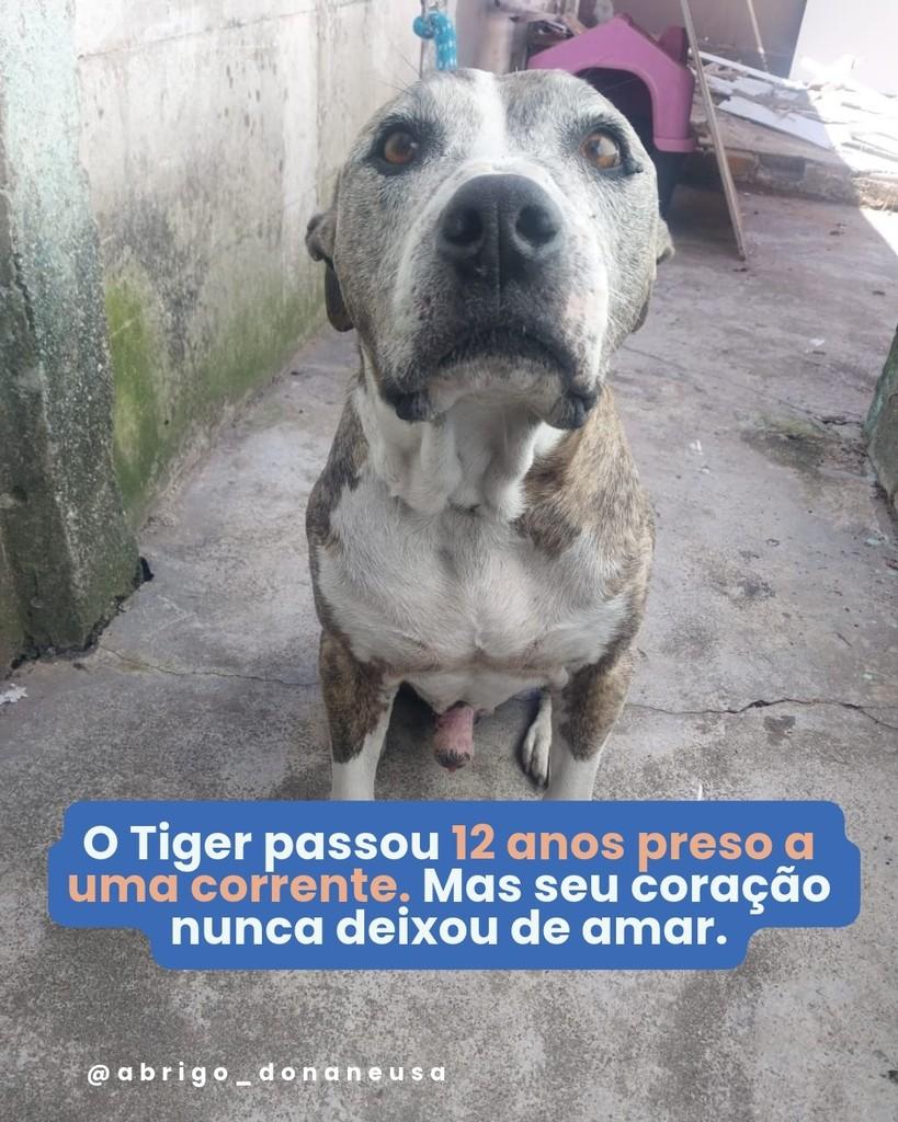 Tiger, cachorro de porte médio para adoção em Curitiba - PR