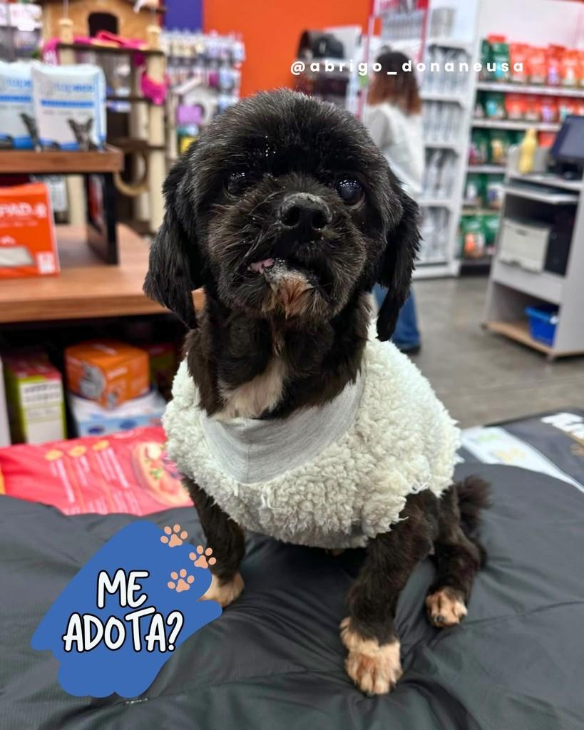 Dentinho, cachorro de porte pequeno para adoção em Curitiba - PR