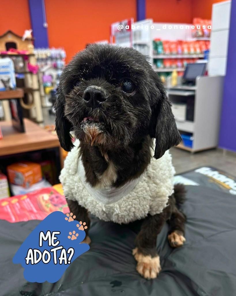 Dentinho, cachorro de porte pequeno para adoção em Curitiba - PR — foto 2 de 2