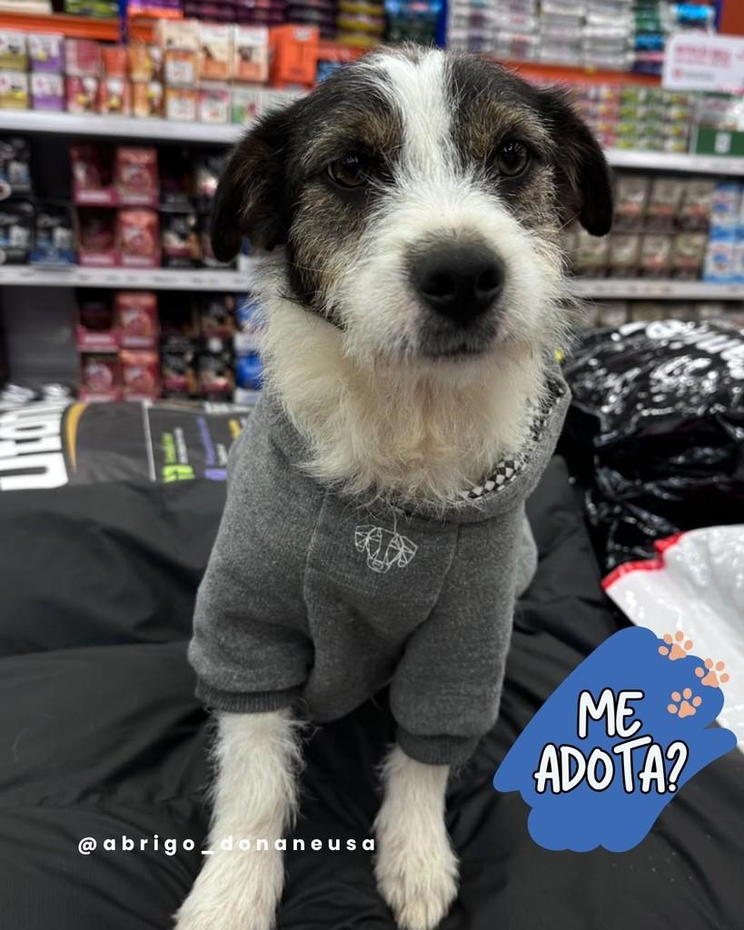 Quiabo, cachorro de porte pequeno para adoção em Curitiba - PR