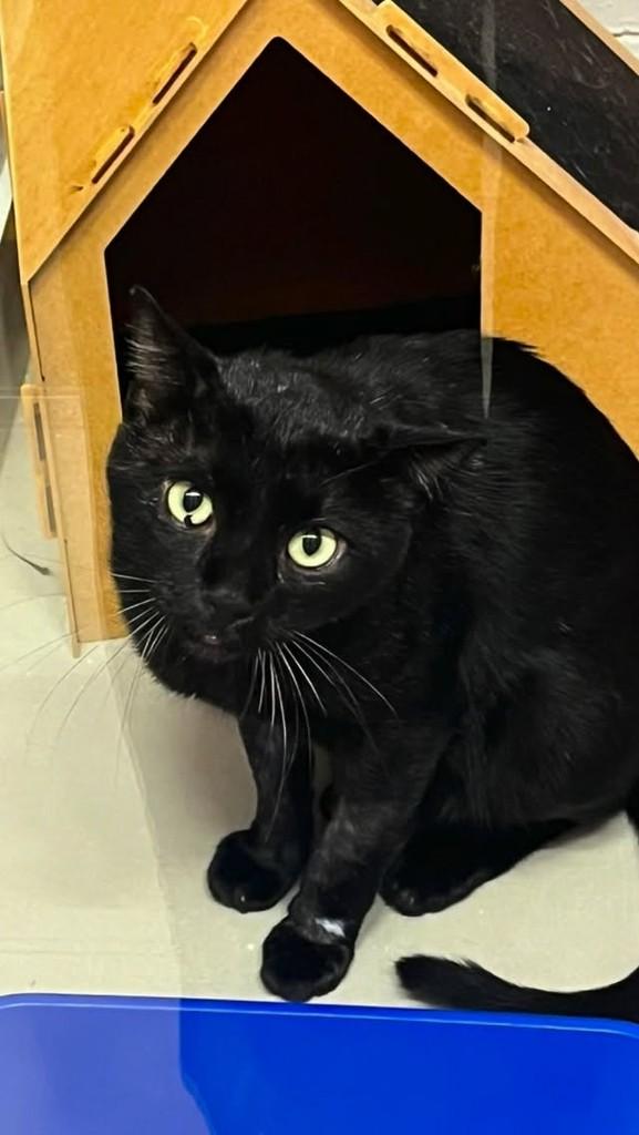 Carlos, gato de porte pequeno para adoção em Campo Grande - MS