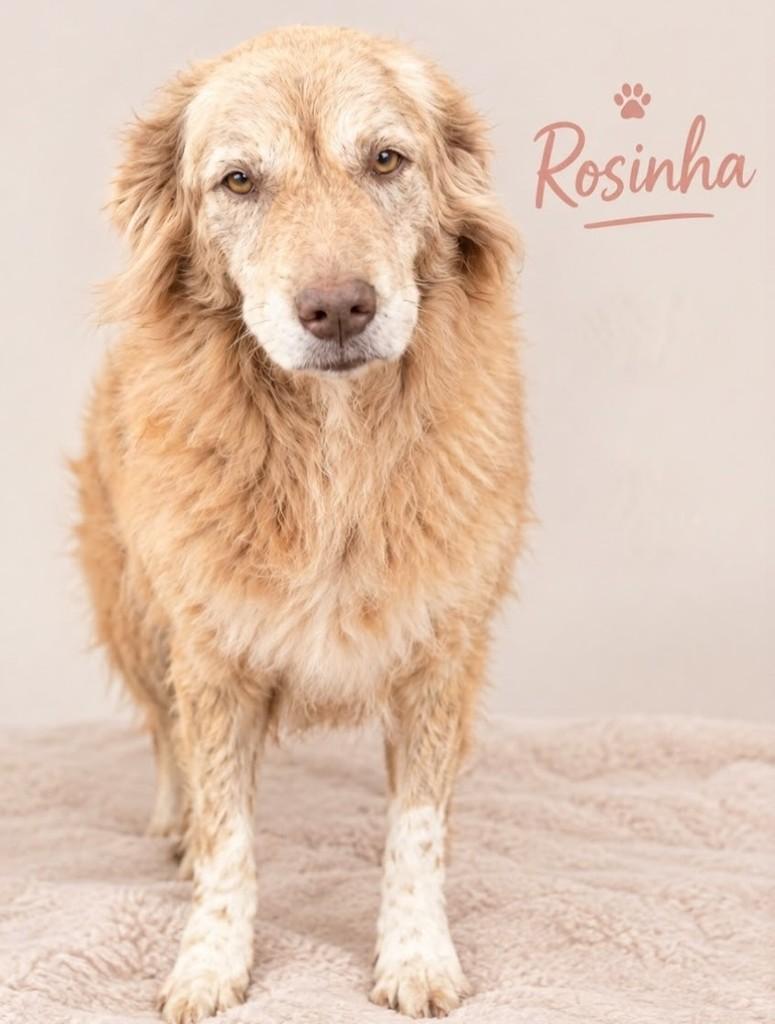 Rosinha, cachorro de porte médio para adoção em Campo Grande - MS