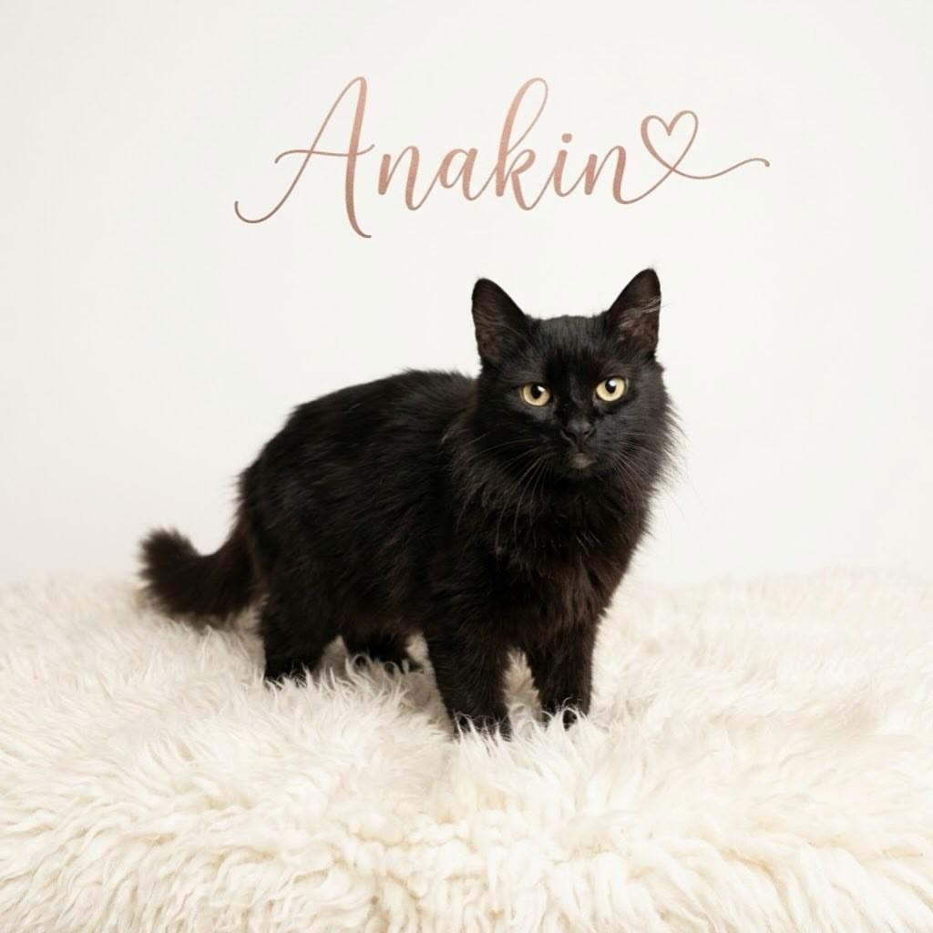 Anakin, gato de porte médio para adoção em Campo Grande - MS