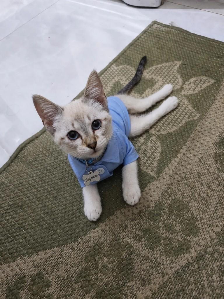 Benjamim, gato de porte pequeno para adoção em Diadema - SP