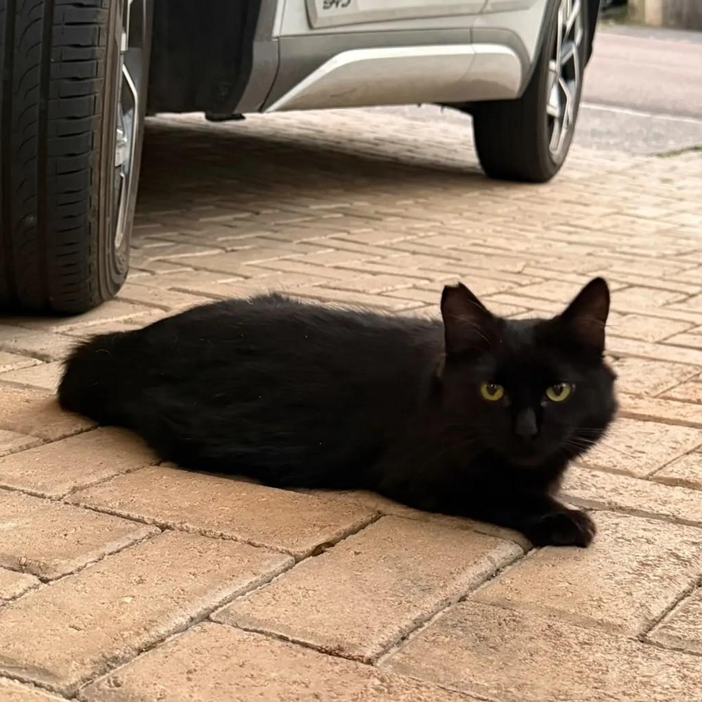 Sky, gata de porte médio para adoção em Jundiaí - SP