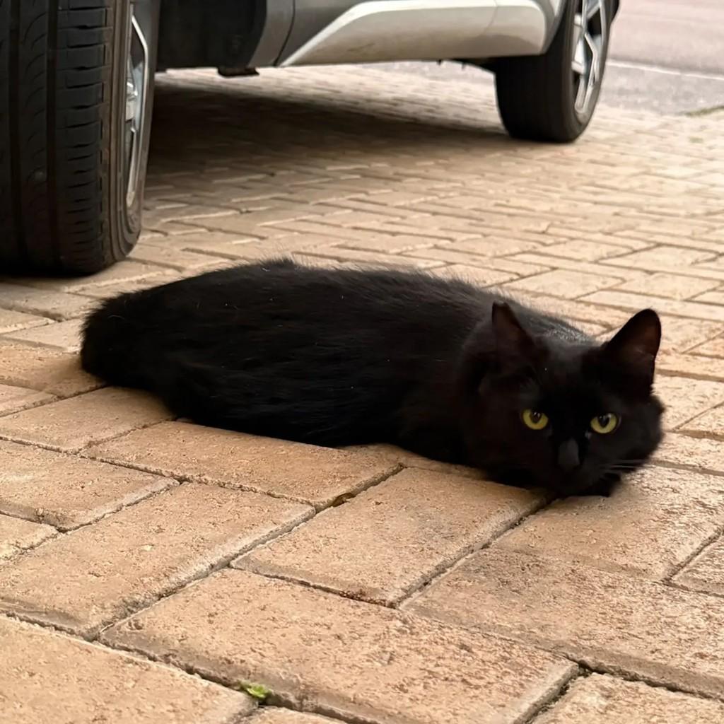 Sky, gata de porte médio para adoção em Jundiaí - SP — foto 2 de 4