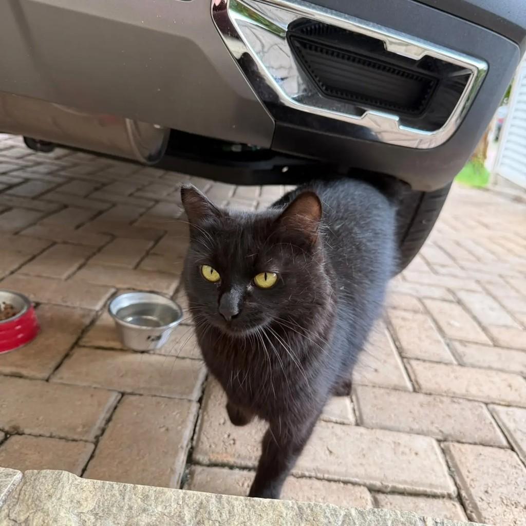 Sky, gata de porte médio para adoção em Jundiaí - SP — foto 3 de 4