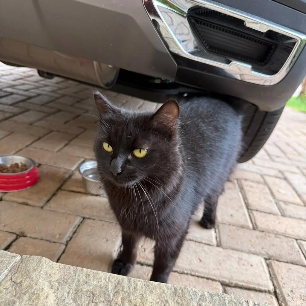 Sky, gata de porte médio para adoção em Jundiaí - SP — foto 4 de 4