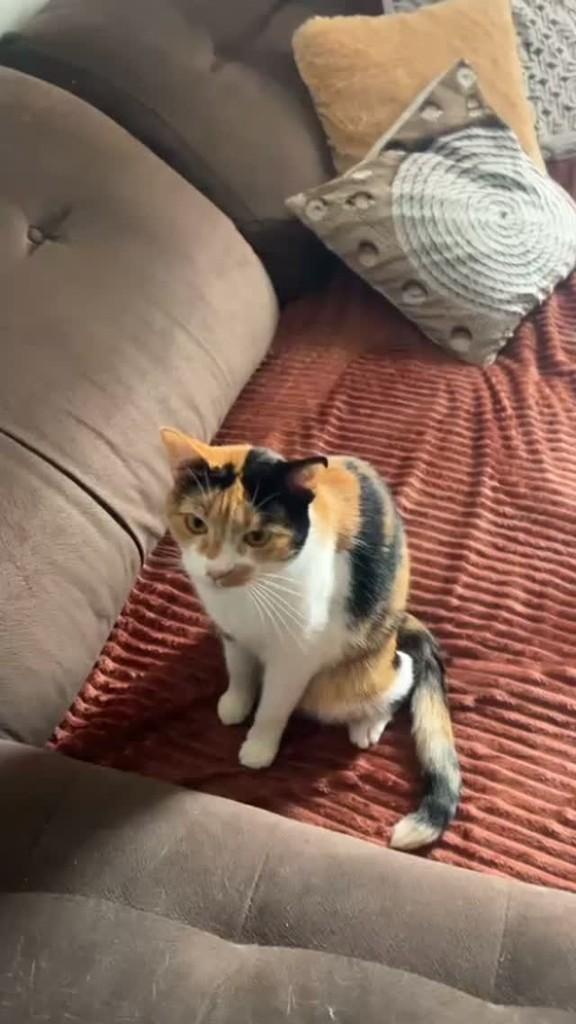 Lua, gata de porte pequeno para adoção em Jundiaí - SP