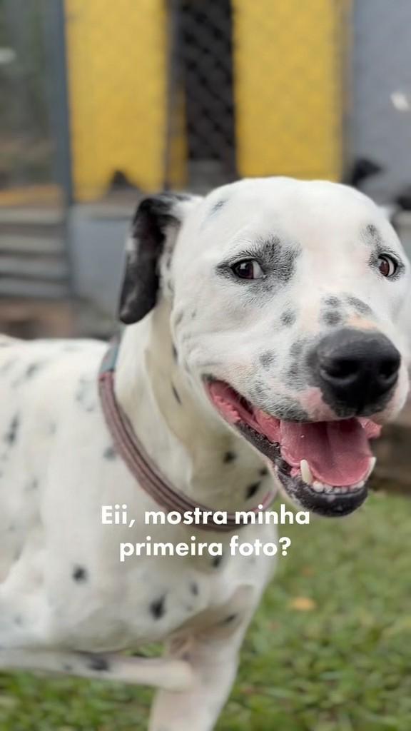 Gucci, cachorro de porte médio para adoção em Brasília - DF