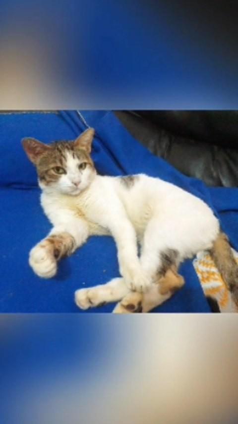 Franco, gato de porte grande para adoção em Osasco - SP