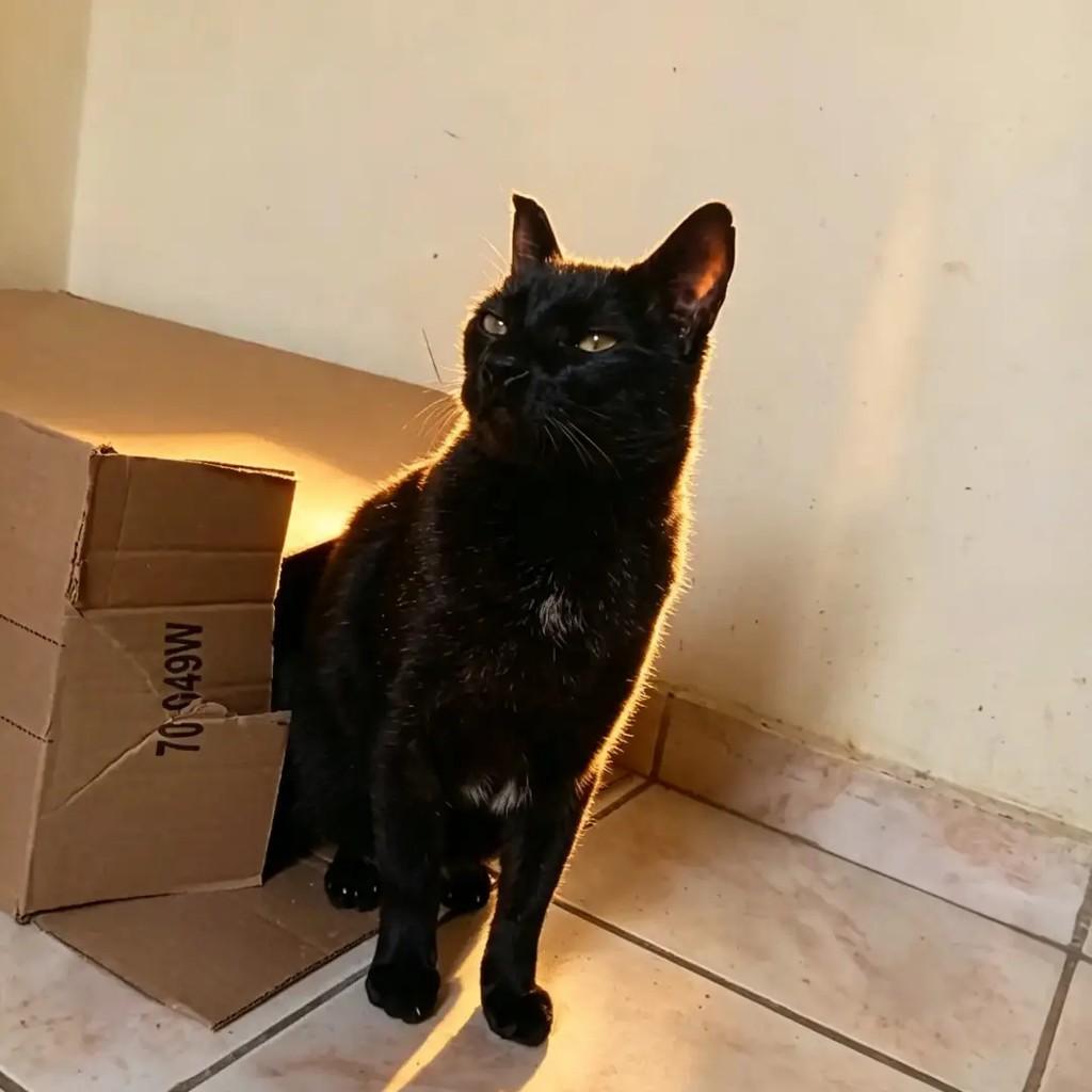 James Brown, gato de porte médio para adoção em Osasco - SP