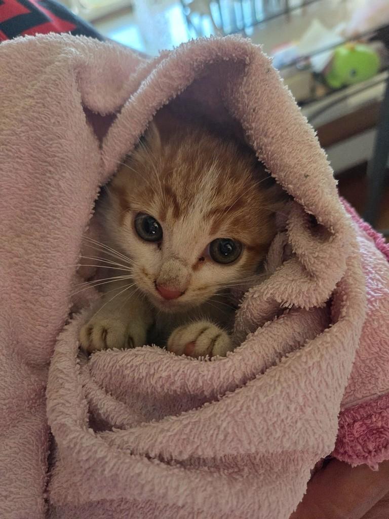 Lino, gato de porte pequeno para adoção em Campinas - SP