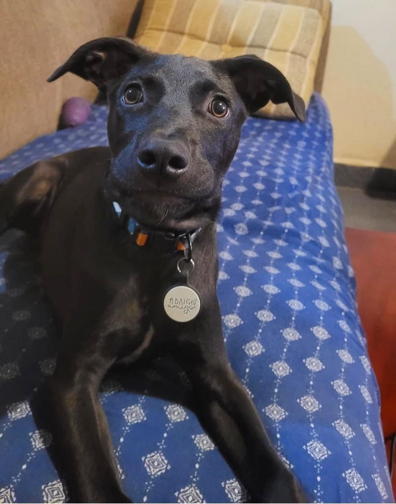 Vini, cachorro de porte médio para adoção em Campinas - SP