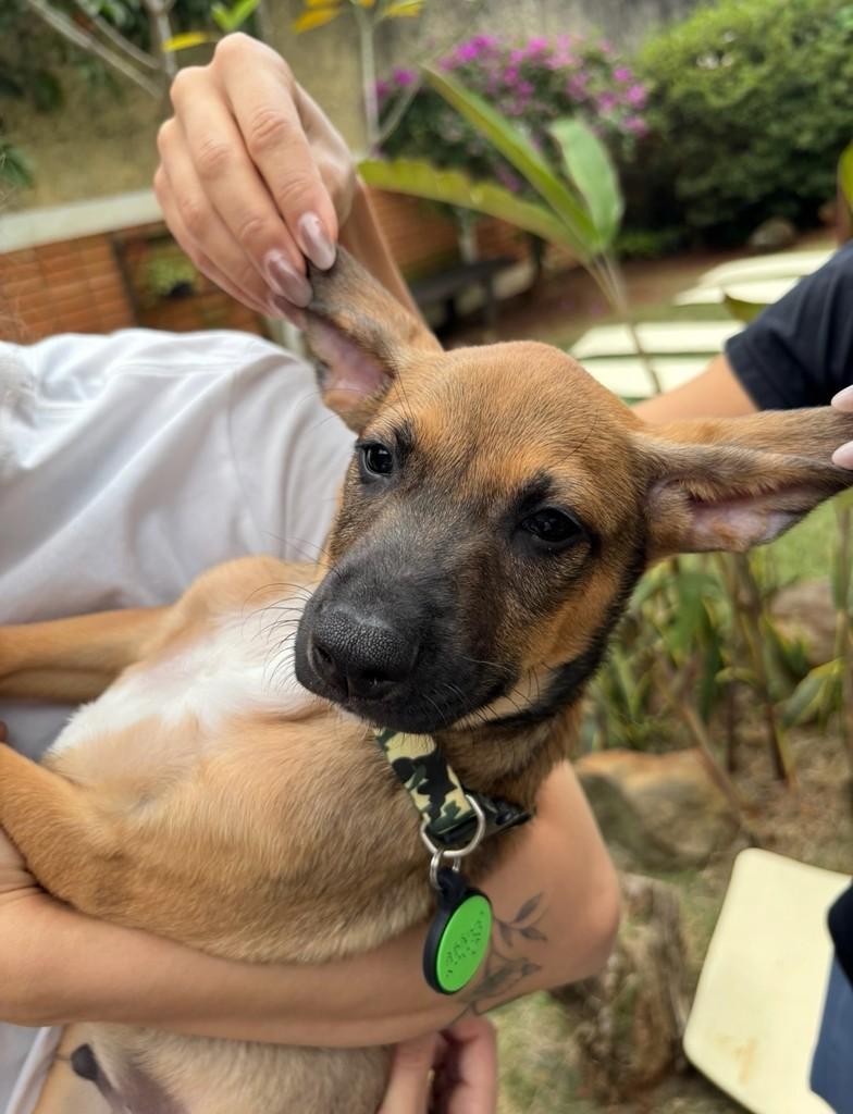 Feliz, cadela de porte médio para adoção em Campinas - SP