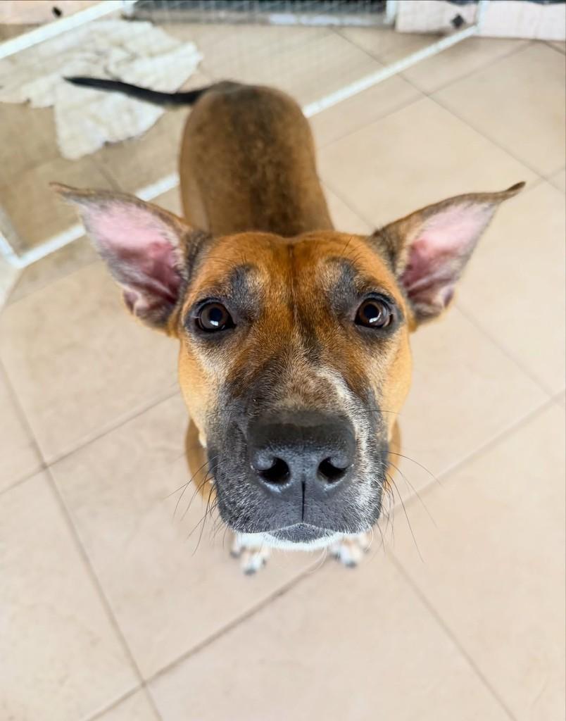 Perdita, cadela de porte grande para adoção em Campinas - SP