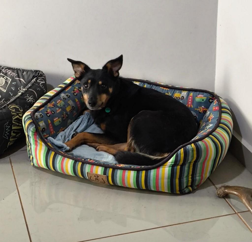 Nami, cachorro de porte pequeno para adoção em Campinas - SP